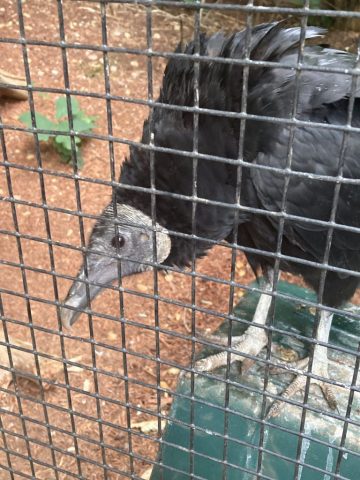 Rosie the Vulture