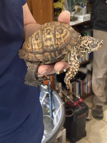 A tortoise at Rockfish Wildlife Sanctuary