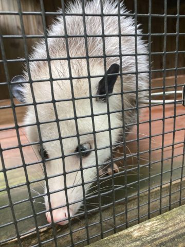 A Virginia opossum at the Rockfish Wildlife Sanctuary